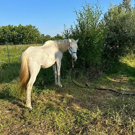 Dora House With Wifi And Outdoor Swimming Pool Сasa de vacaciones *