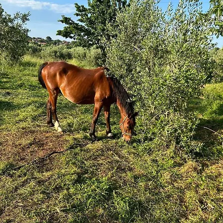 Dora House With Wifi And Outdoor Swimming Pool * Pola