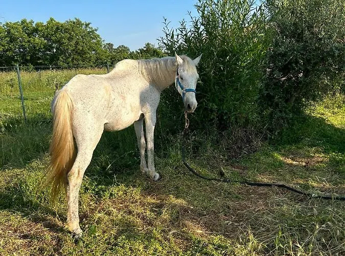 Dora House With Wifi And Outdoor Swimming Pool Vikendica *